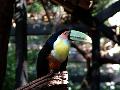 gal/holiday/Brazil 2005 - Foz do Iguacu Birds Sanctuary/_thb_Bird_Sanctuary_Iguacu_DSCF1250.jpg